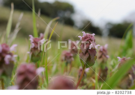 ヒメオドリコソウの花 8202738