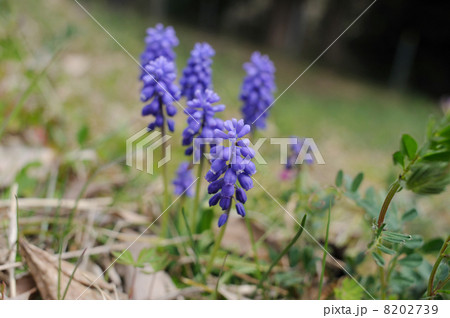 ムスカリの花 ムスカリの花 8202739