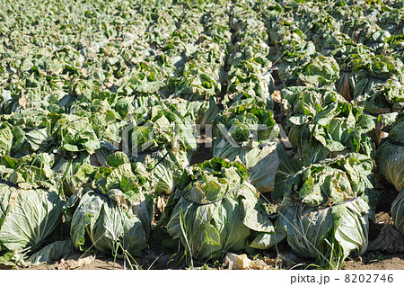 白菜の頭巻き 8202746