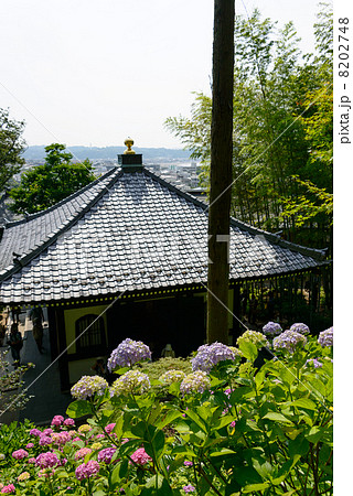 アジサイ　長谷寺　鎌倉 8202748
