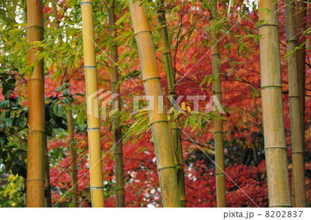 京都　松花堂庭園の竹林 8202837