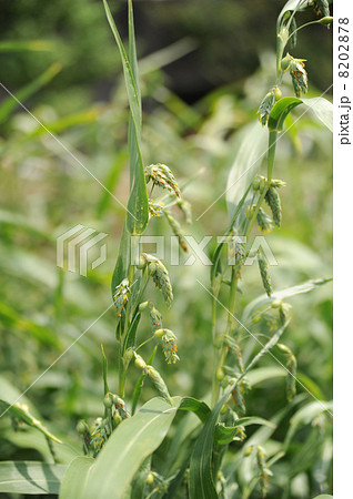 ハトムギ 8202878