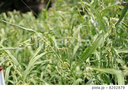 ハトムギ 8202879