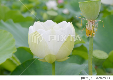 ハスの花 8202913