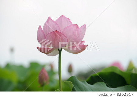 ハスのピンクの花 ハスのピンクの花 8202917