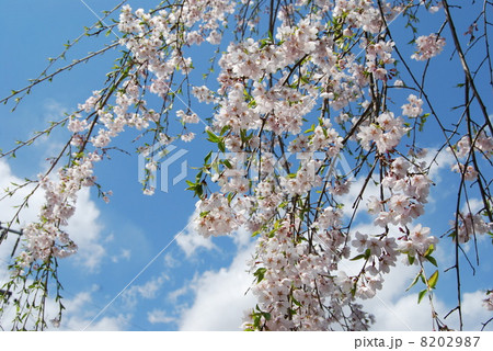 桜 8202987