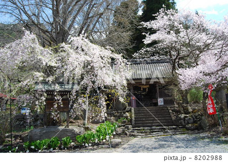 春の浄光寺 春の浄光寺 8202988