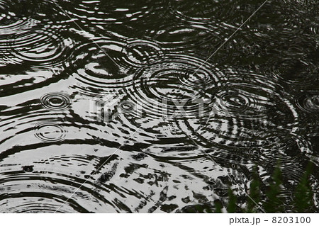 雨の波紋の写真素材