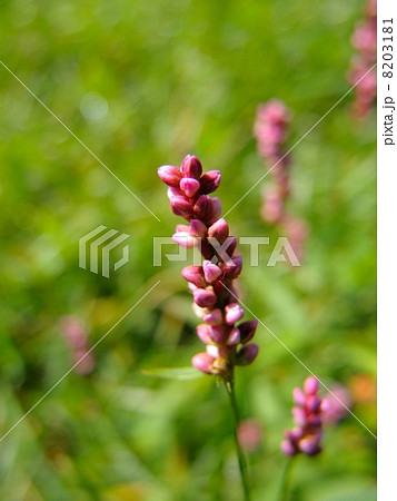 アカマンマ 8203181