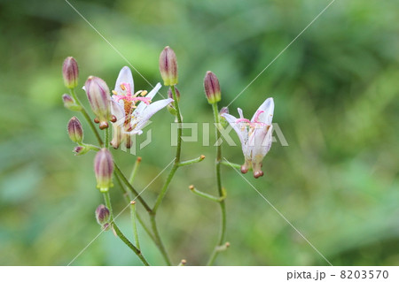 ホトトギス ホトトギス 8203570