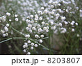 カスミ草 8203807