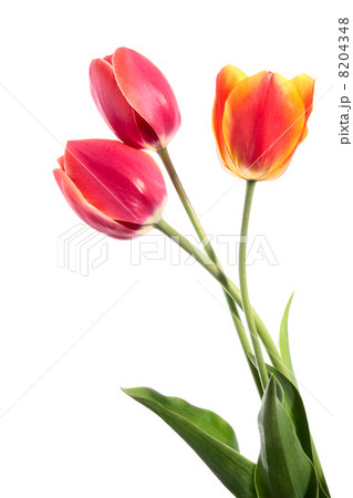 Three flowers Three flowers 8204348