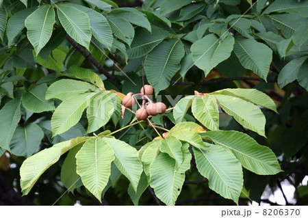 トチの実 トチの実 8206370