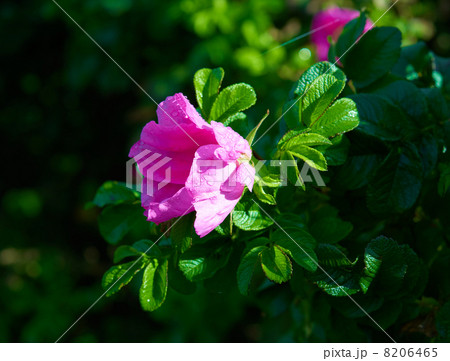Pink dog rose 8206465