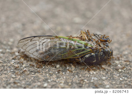 クマゼミ 8206743