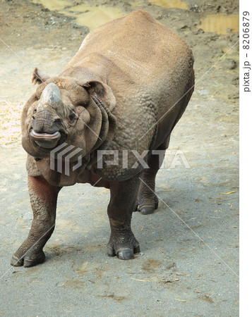 おおきな身体　インドサイ 8206879