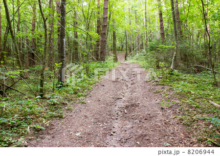 Pathway and forest trees Pathway and forest trees 8206944