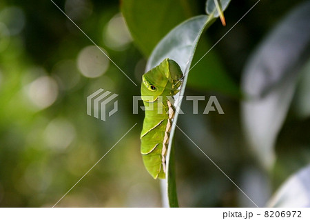 アゲハチョウ幼虫 8206972