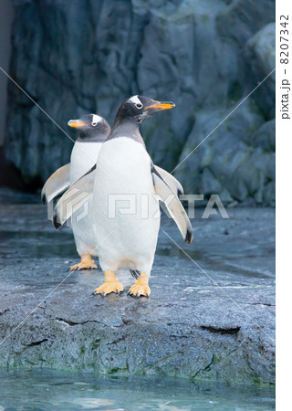 ジェンツーペンギン 8207342