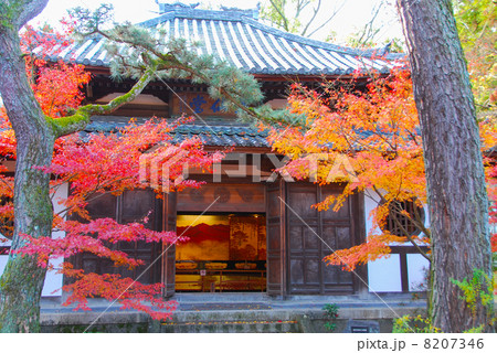 永観堂の紅葉 永観堂の紅葉 8207346