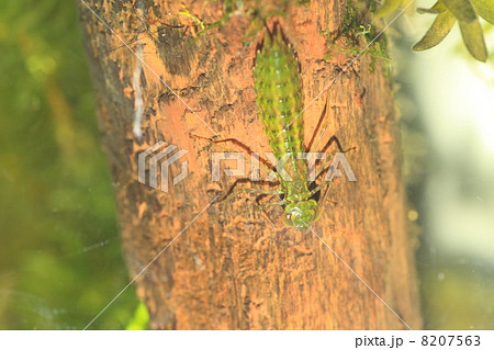 ギンヤンマのヤゴ 8207563