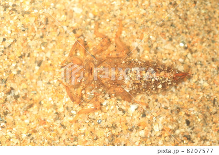 オニヤンマのヤゴ 8207577