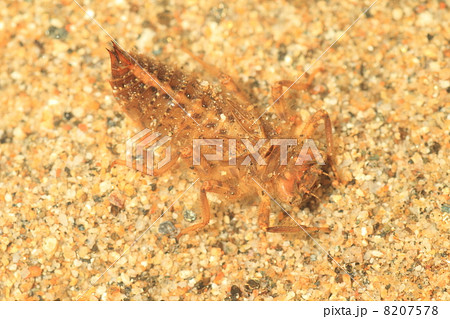 オニヤンマのヤゴ 8207578