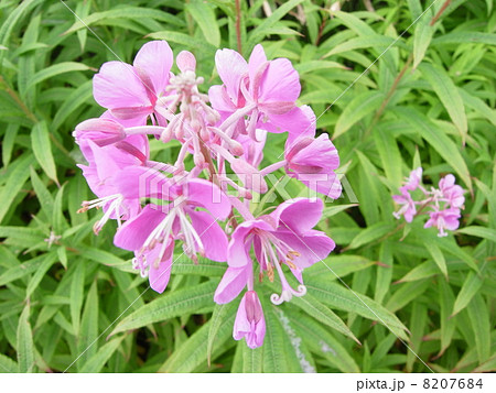 ヤナギラン(7) ヤナギラン(7) 8207684