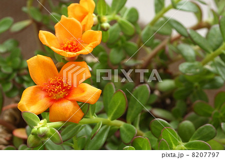 ポーチュラカ　黄色 8207797