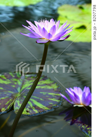 睡蓮 スイレン 紫 睡蓮 スイレン 紫 8207798