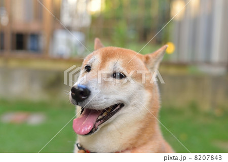 柴犬 柴犬 8207843