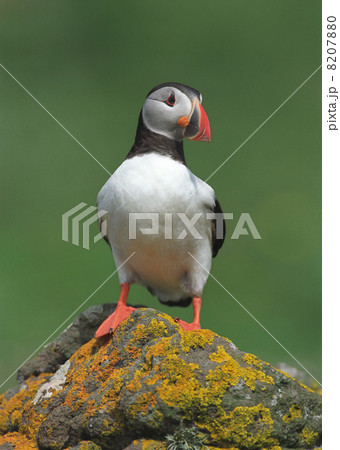 Puffin 8207880