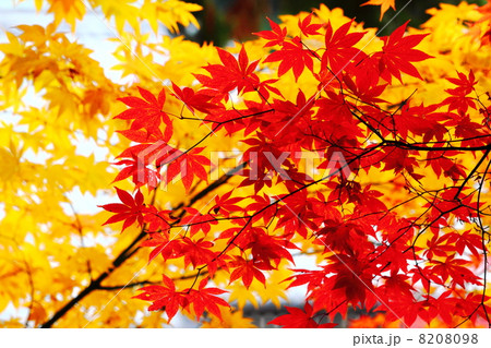 紅葉 8208098