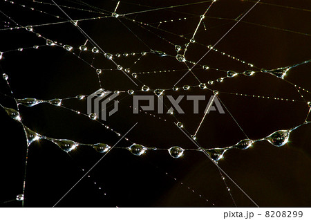 Drops on the web Drops on the web 8208299