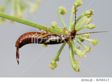 Earwig Earwig 8208317