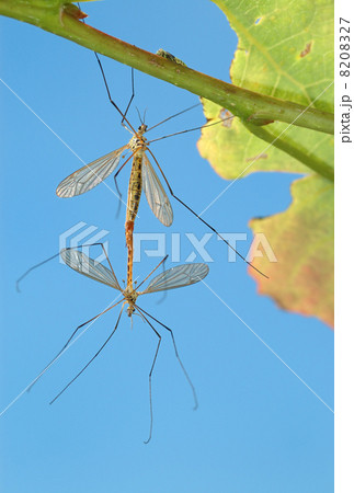 Two mosquitoes Two mosquitoes 8208327