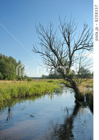 Stream and tree Stream and tree 8208337