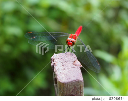 赤トンボ 8208654