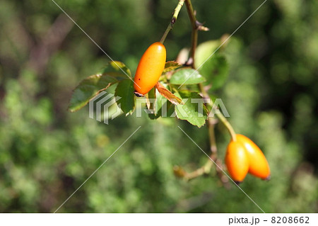 ローズヒップ 8208662