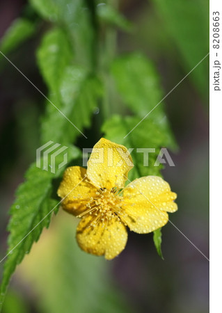 山吹と朝露 8208663