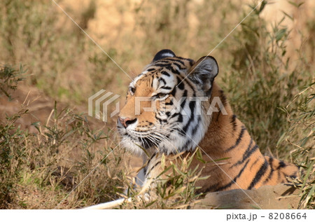 アムールトラ アムールトラ 8208664