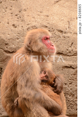 ニホンザルの親子 8208665