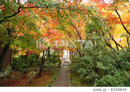京都 善法律寺の紅葉 京都 善法律寺の紅葉 8208840