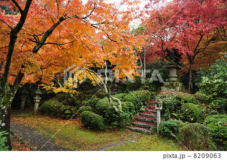 京都　善法律寺の紅葉 8209063