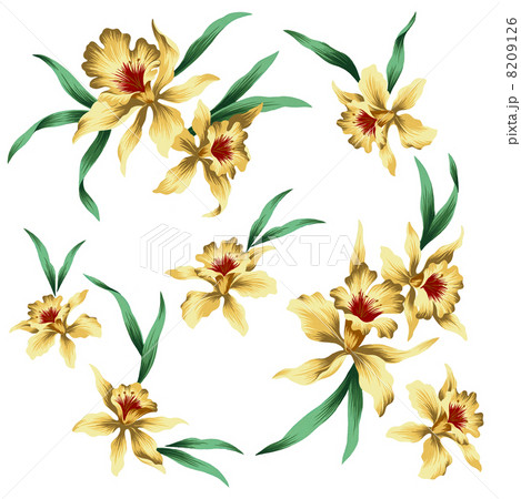 カトレア 8209126