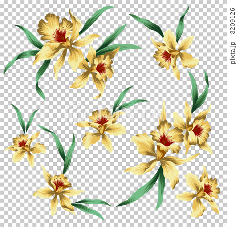 カトレア 8209126