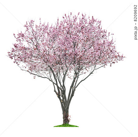 pink sacura tree 8209692
