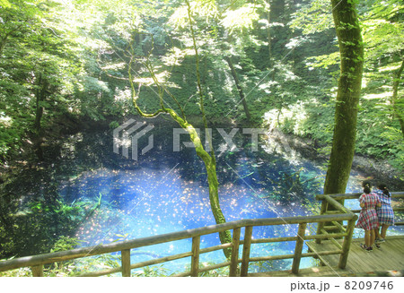 白神山地の青池 白神山地の青池 8209746