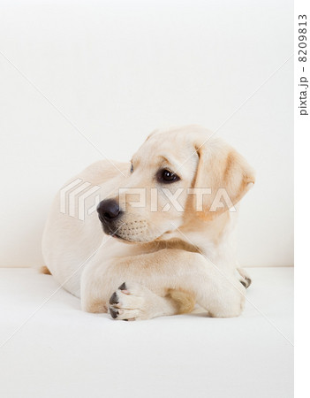 Cute labrador dog Cute labrador dog 8209813