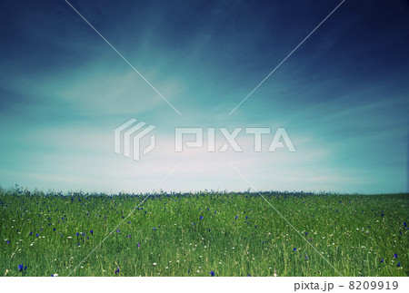 Green meadow 8209919